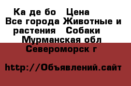 Ка де бо › Цена ­ 25 - Все города Животные и растения » Собаки   . Мурманская обл.,Североморск г.